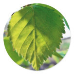 Beautiful Birch Leaves Round Sticker