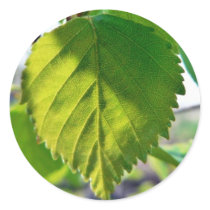 Beautiful Birch Leaves Round Sticker