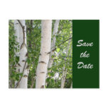 Beautiful Birch Trees Save the Date Postcard