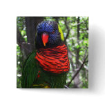 Beautiful Bird