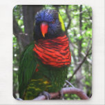 Beautiful Bird