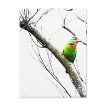 Beautiful Bird/Muller's Barbet on Bare Branches Post Cards
