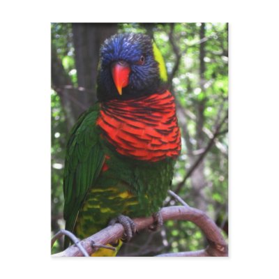 Beautiful Bird by KELLBELL535