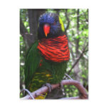 Beautiful Bird postcards