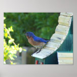 Beautiful Bird Posters