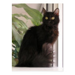 Beautiful Black Cat Postcards