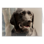 Beautiful Black Labrador Retriever Portrait