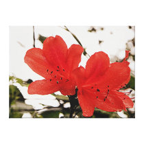 Beautiful Blooms l Floral Photography Canvas Print