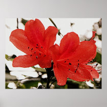 Beautiful Blooms l Floral Photography Print