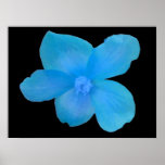 Beautiful Blue Begonia Flower Print