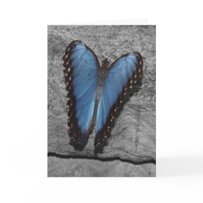 Beautiful Blue Butterfly Greeting Cards by ChristyWyoming