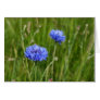 Beautiful Blue Cornflowers meadow flower design