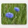 Beautiful Blue Cornflowers meadow flower design