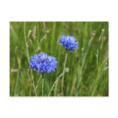 Beautiful Blue Cornflowers meadow flower design by StarBrightNights