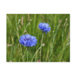 Beautiful Blue Cornflowers meadow flower design postcards