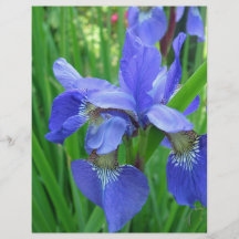 beautiful blue iris flowers flyer