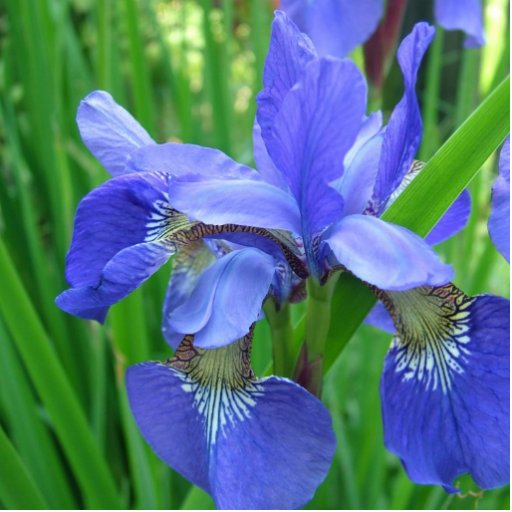 beautiful blue iris flowers photo cut outs Zazzle