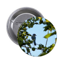 Beautiful Blue Jay Bird Buttons