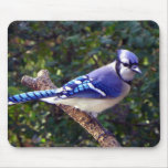 Beautiful Blue Jay Mouse Pads