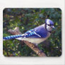 Beautiful Blue Jay Mouse Pads