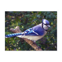 Beautiful Blue Jay Post Card