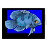 Beautiful Blue Tropical Oscar Fish