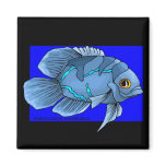 Beautiful Blue Tropical Oscar Fish