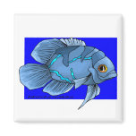 Beautiful Blue Tropical Oscar Fish