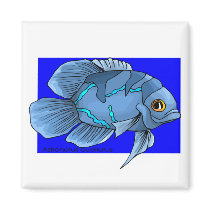 Beautiful Blue Tropical Oscar Fish