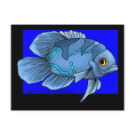 Beautiful Blue Tropical Oscar Fish