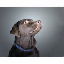 Beautiful Brown Labrador Photo Cut Out