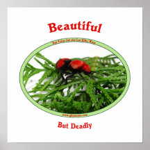 Beautiful But Deadly Cow Killer Wasp Poster