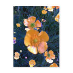 Beautiful Buttercups Post Cards