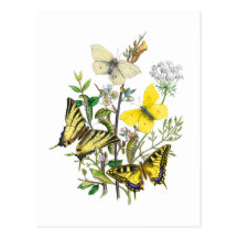 Beautiful Butterflies Post Card