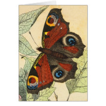 Beautiful Butterfly Cards