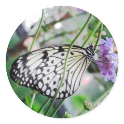 Beautiful Butterfly Perch Sticker by Nishna