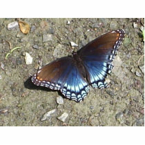 Beautiful Butterfly Pin Photo Cut Outs