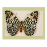 Beautiful Butterfly Post Card