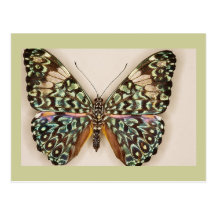 Beautiful Butterfly Post Card