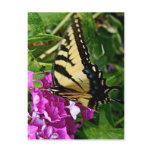 Beautiful Butterfly