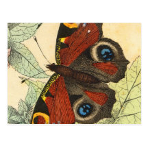 Beautiful Butterfly Postcards