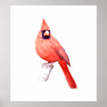 Beautiful Cardinal Poster