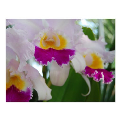 Beautiful Cattleya Orchid Postcards
