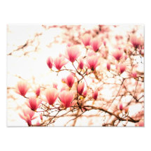 Beautiful Cherry Blossoms - Central Park Photographic Print