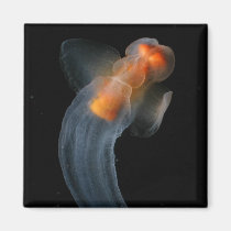 Beautiful Clione magnets