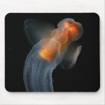Beautiful Clione mousepads