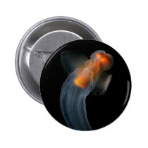 Beautiful Clione buttons