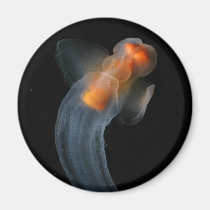 Beautiful Clione magnets