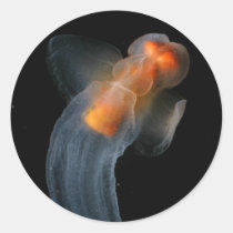 Beautiful Clione stickers