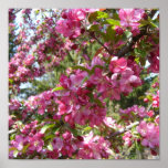 Beautiful Crab Apple Tree Poster